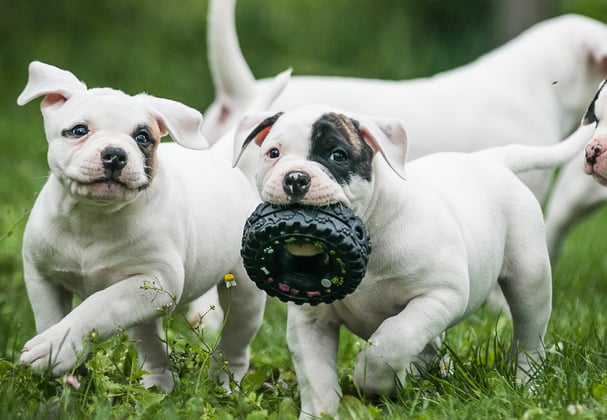 American bulldog puppies playing with a toy tyre.