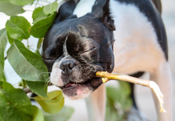 A boston terrier carrying a big stick with leaves on it.