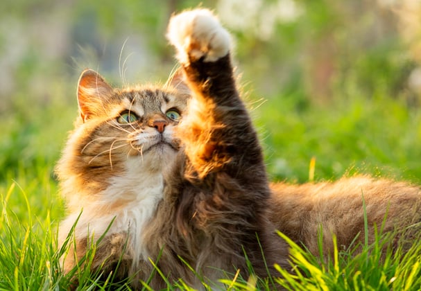 A siberian cat pawing the air.