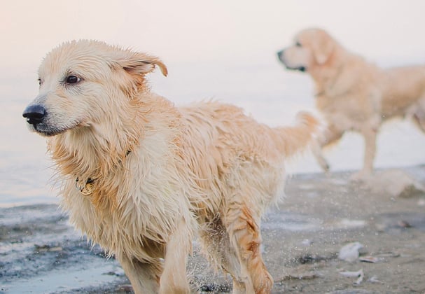 Two golden retrievers running along the edge of a beach.