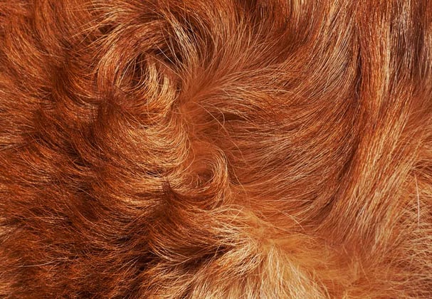 Closeup of a dog's fure