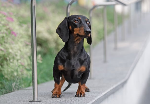A miniature dachshund walking along the edge of a railing.