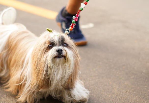 A lhasa apsos walking on its lead alongside its owner.
