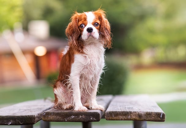 Cavalier King Charles Spaniel sitting on picnic bench outside looking sad