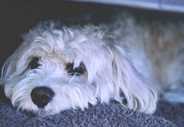 A sad looking Cavachon, resting on a blanket