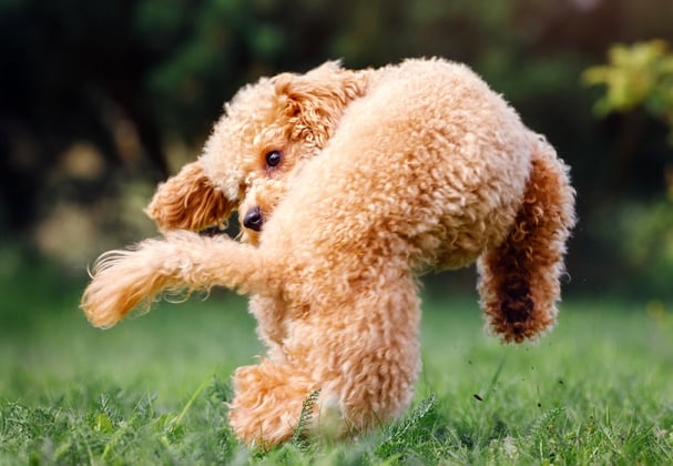 A Poodle jumping into the air.