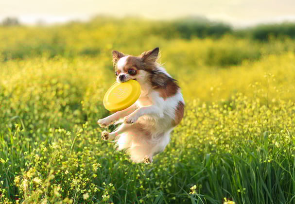 A Chihuahua leaping through a field.