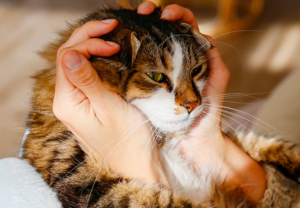 A siberian cat with its head cupped in its owners hands.
