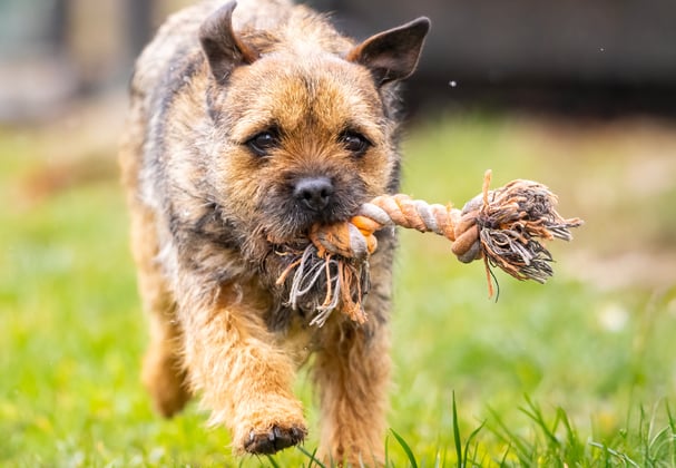 A border terrier running with a rope toy.
