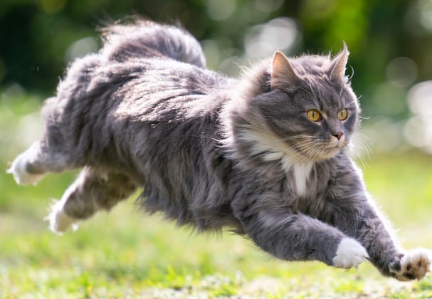 A Maine Coon cat jumping through the air on grass.