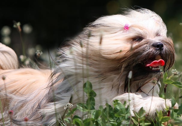 A lhasa apsos sprinting through a field.