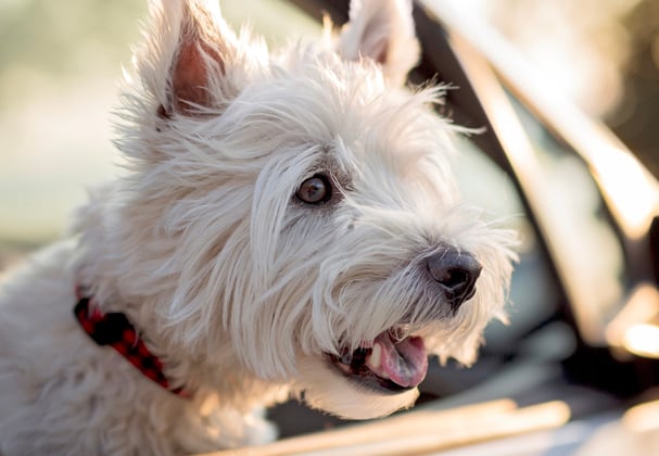 West Highland White Terrier with head out of car window 