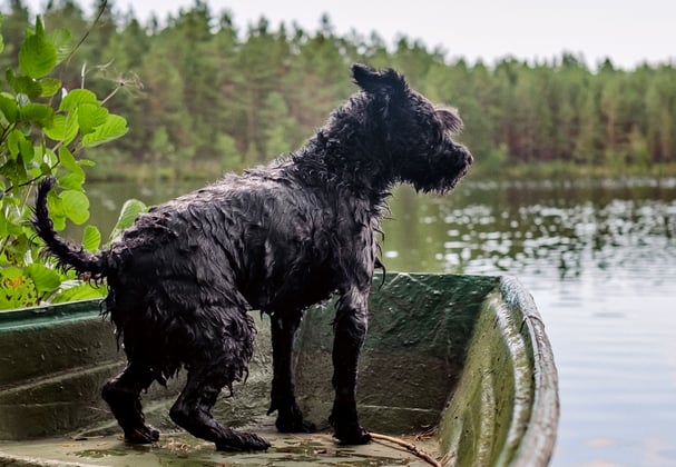 A miniature schnauzer on a boat looking out at a lake.