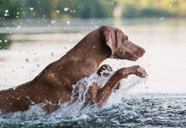 A weimaraner splashing through a lake.