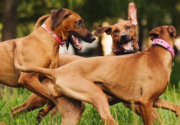Three ridgeback dogs playing in grass.