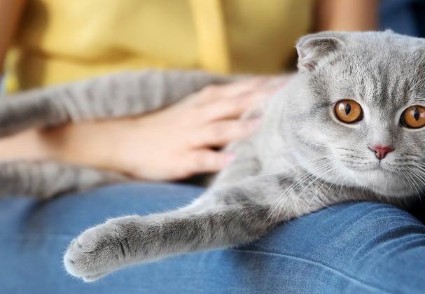 A grey Scottish Fold sitting on their owner's knee.