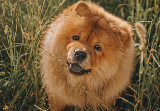 A ginger Chow Chow sitting in grass.