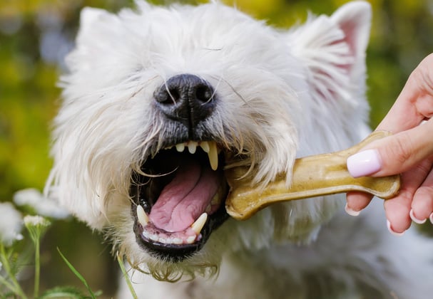 Westie chewing a dog chew in a field of flowers