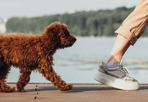 A brown Poodle puppy walking behind his owner.