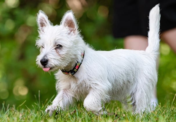 Westie walking in grass