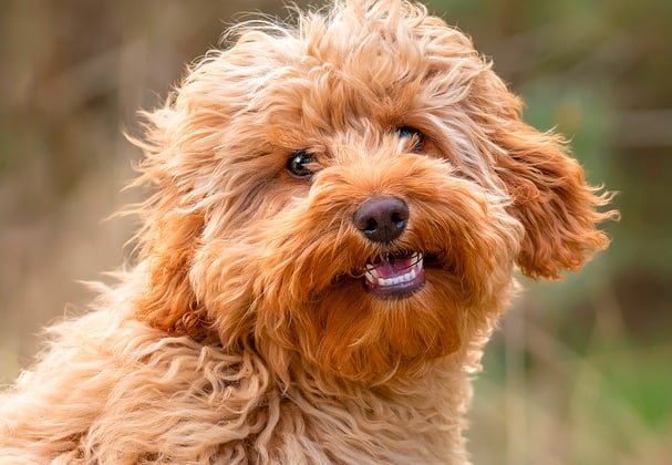 A close up of a ginger puppy.