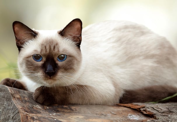 A Siamese cat laying down on a log.