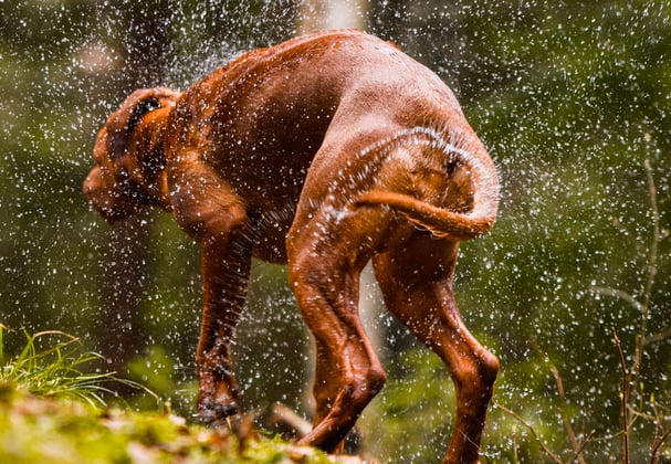 A brown dog shaking water off his back.