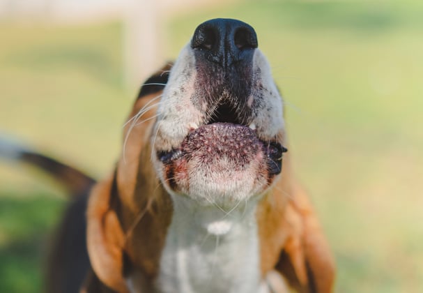 Beagle dog's nose pointing up in the air as if howling