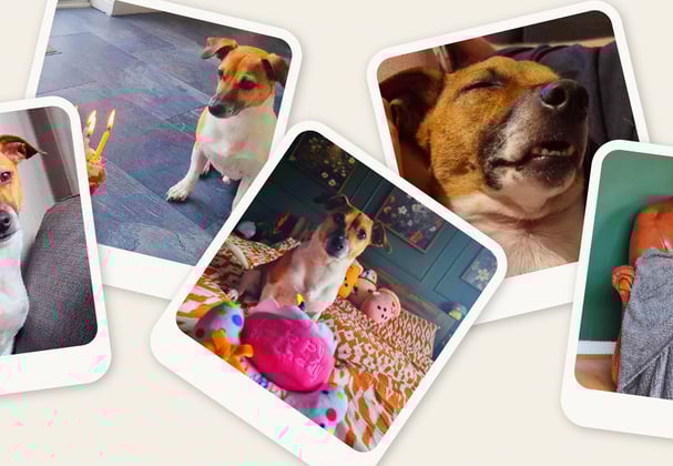 Jack Russell collage mostly sitting or sleeping