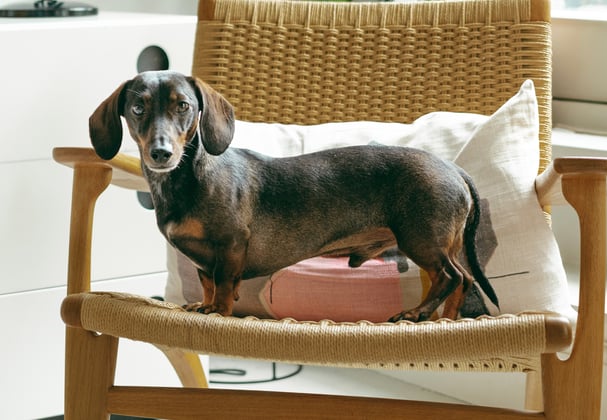 Dachshund standing on a  hair in front of a window