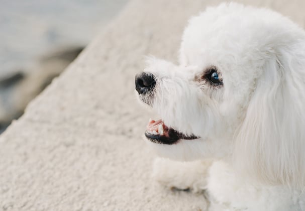 A Bichon Frise standing up against a wall.