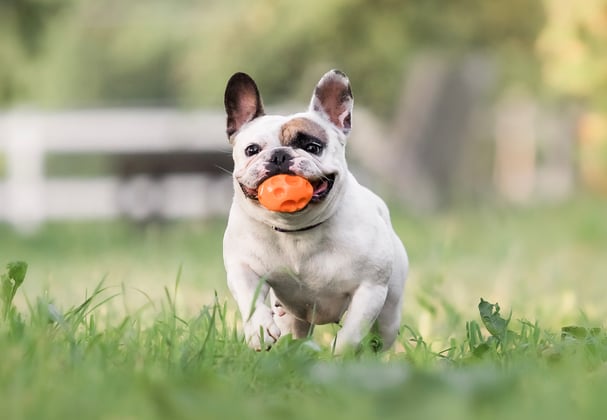 White and brown french bulldog running across grass with orange ball in mouth