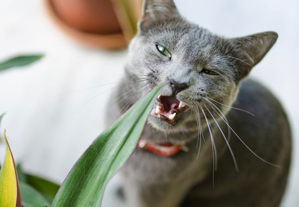 A russian blue chewing on a house plant.