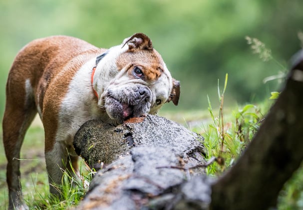 An english bulldog rubbing its face against a log.