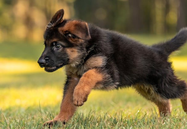 A german shepherd puppy bounding across grass.