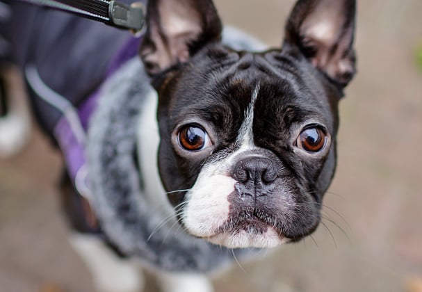 A boston terrier in a purple jacket looking up at the camera.