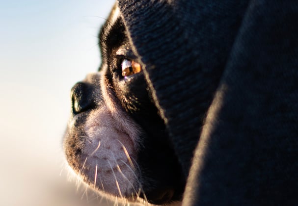 A boston terrier under a blanket looking out into the sunset.