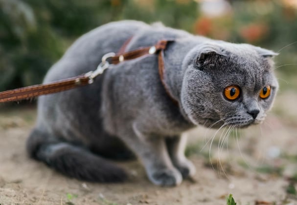 A grey scottish fold on a lead.