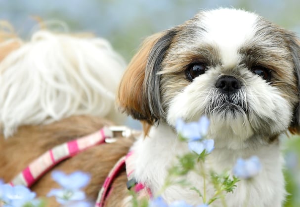 A shih tzu with a pink lead among flowers.