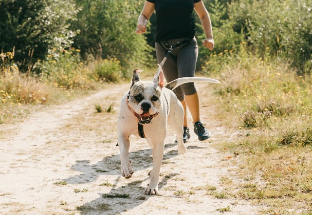 An american bulldog and its owner walking down a dirt path.