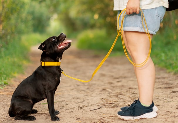 A staffordshire bull terrier walking on a lead looking up at its owner.