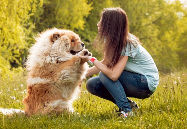 A woman crouched down with a Chow Chow in a field.