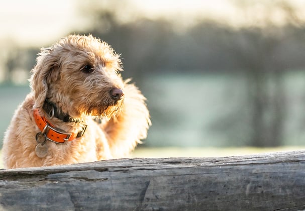 Golden Labradoodle with orange collar standing in the sun behind a tree trunk
