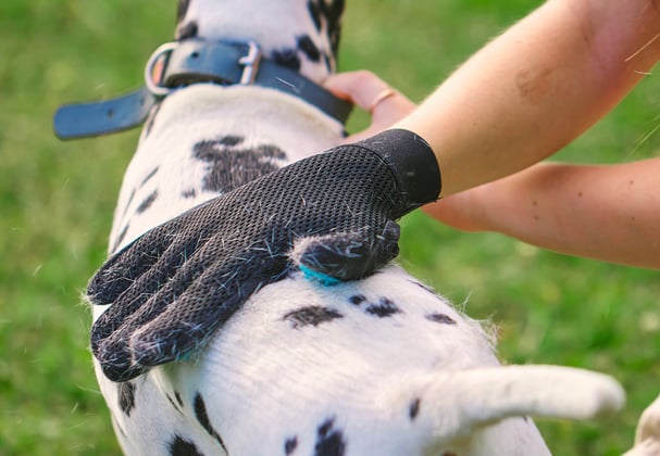 Dalmatian being groomed with a grooming glove