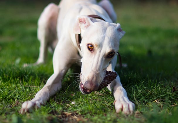 a white greyhound eating on the floor.