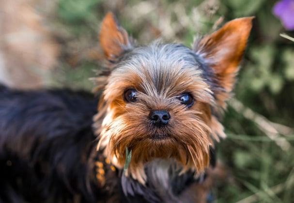A cute yorkie puppy looking directly into the camera lens.