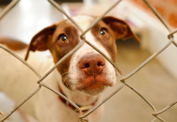 A dog looking through a fence.