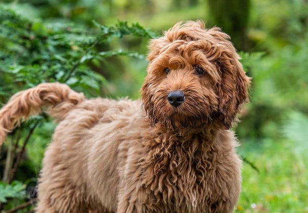 A tan cockapoo standing among grass