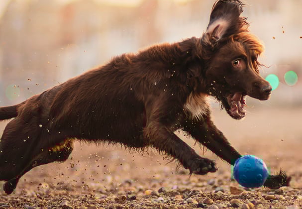 A Sprocker Spaniel chasing a ball