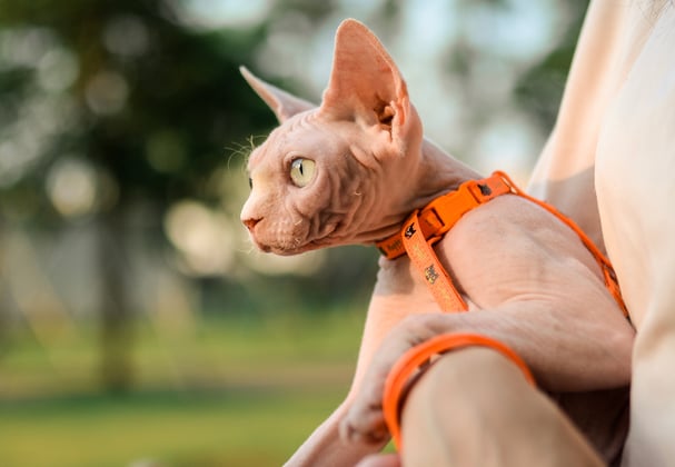 A sphynx in an orange harness being held by its owner.